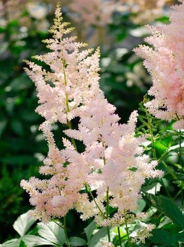 Astilbe x arendsii ‘Europa’