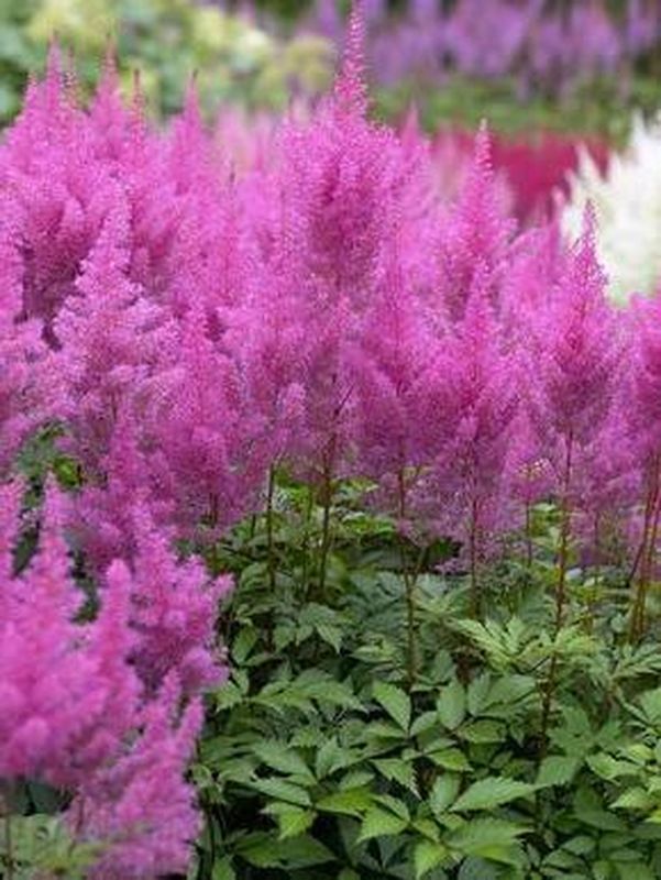 Astilbe x arendsii ‘Gloria Purpurea’