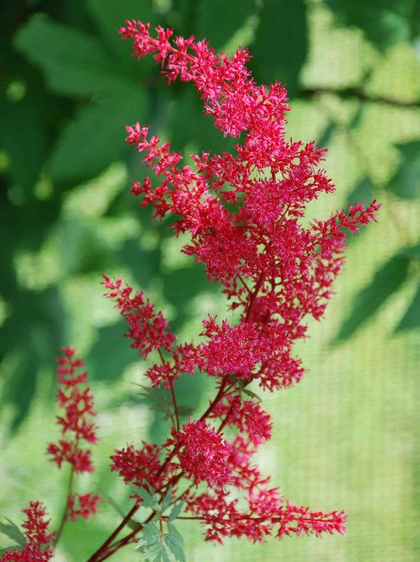 Astilbe x arendsii ‘Rotlicht’
