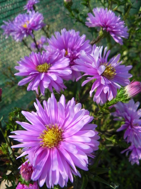 Aster novi-belgii ‘Patricia Ballard’