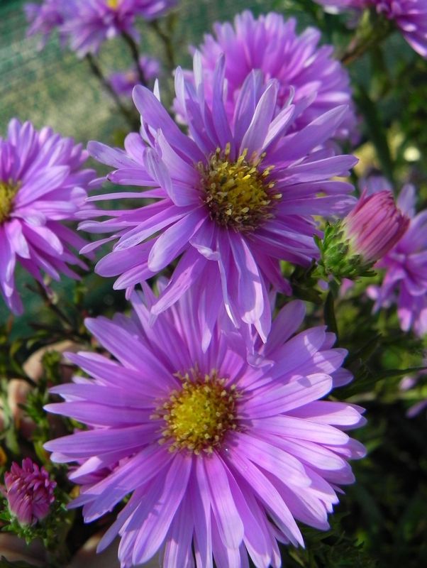 Aster novi-belgii ‘Patricia Ballard’