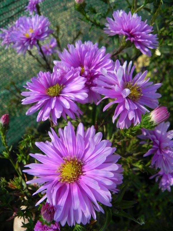 Aster novi-belgii ‘Patricia Ballard’