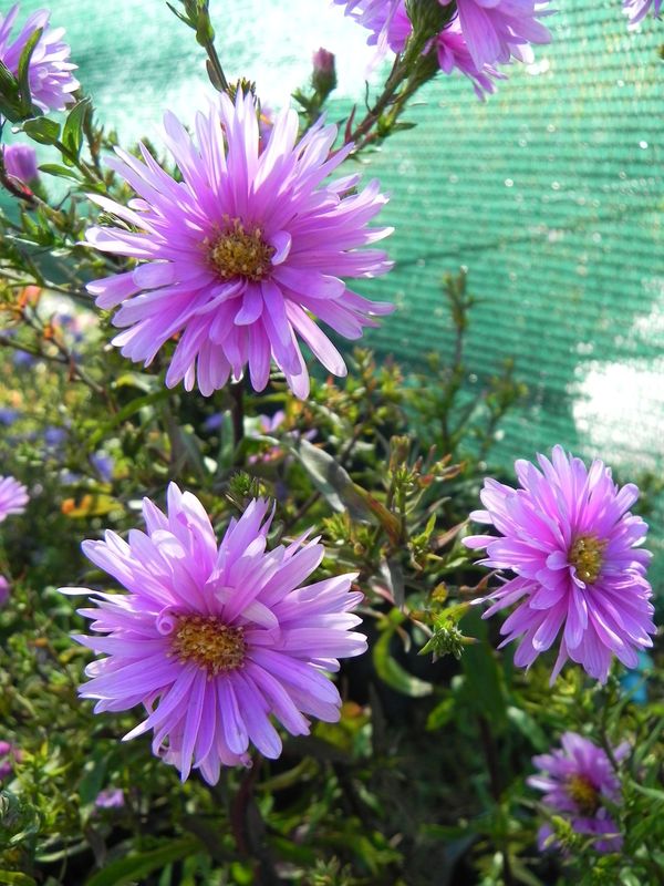 Aster novi-belgii ‘Patricia Ballard’