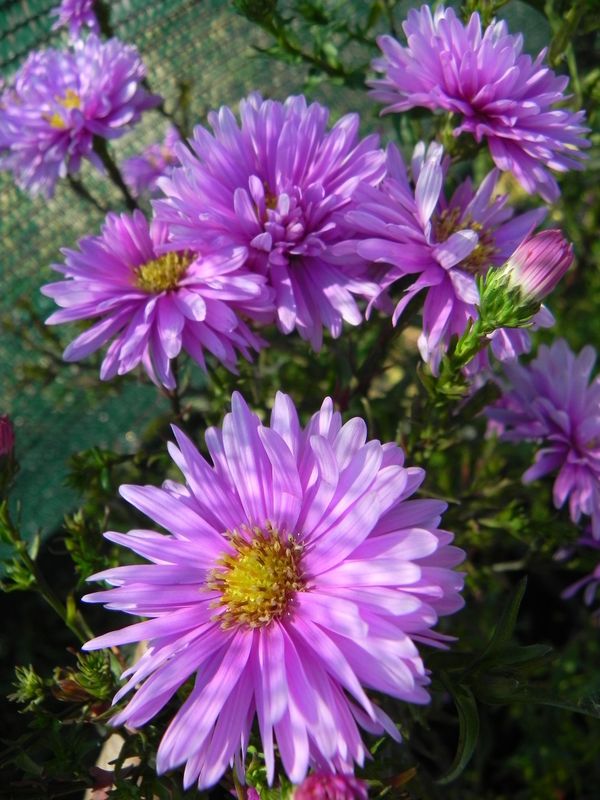 Aster novi-belgii ‘Patricia Ballard’