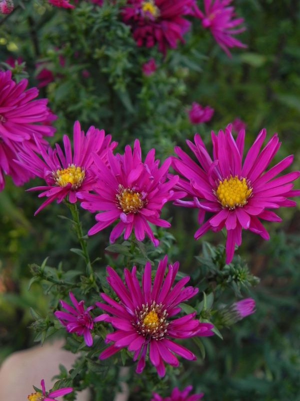 Aster novi-belgii ‘Crimson Brocade’