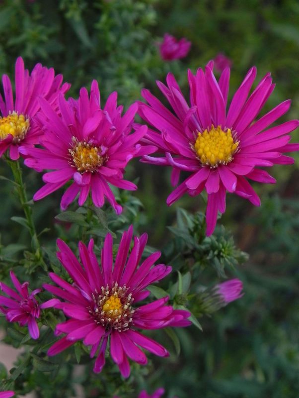 Aster novi-belgii ‘Crimson Brocade’