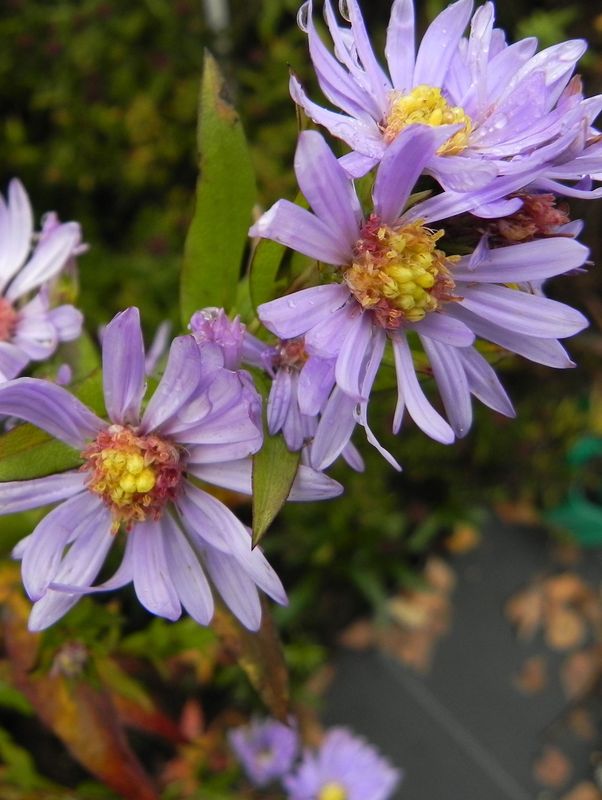 Aster novi-belgii ‘Dauerblau’