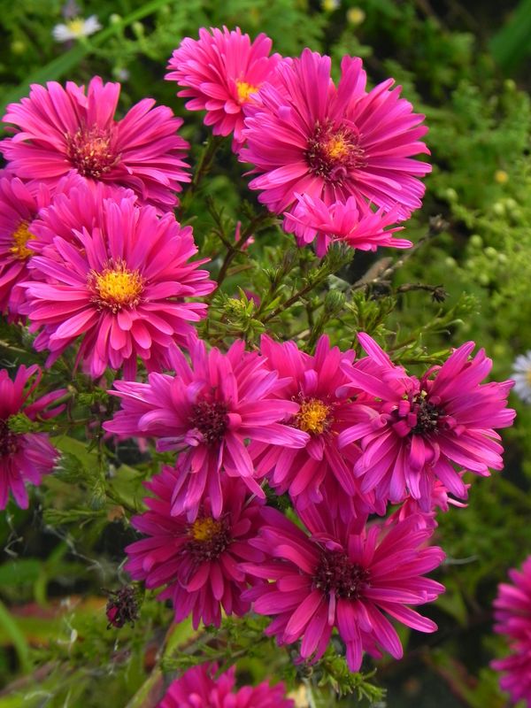 Aster novi-belgii ‘Royal Ruby’
