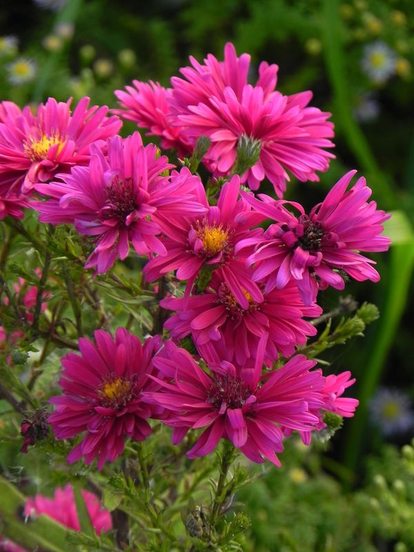 Aster novi-belgii ‘Royal Ruby’