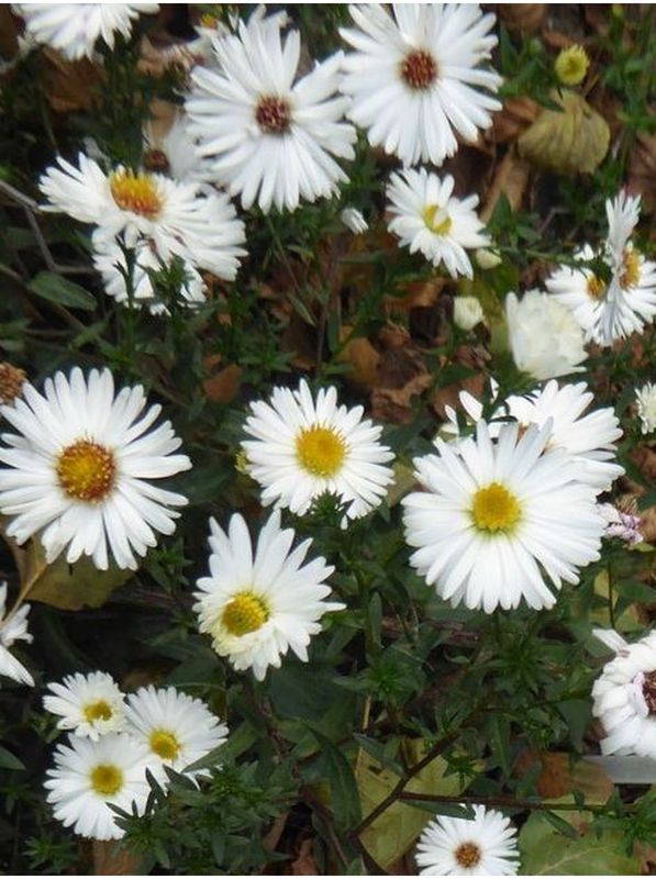 Aster novi-belgii ‘White Ladies’