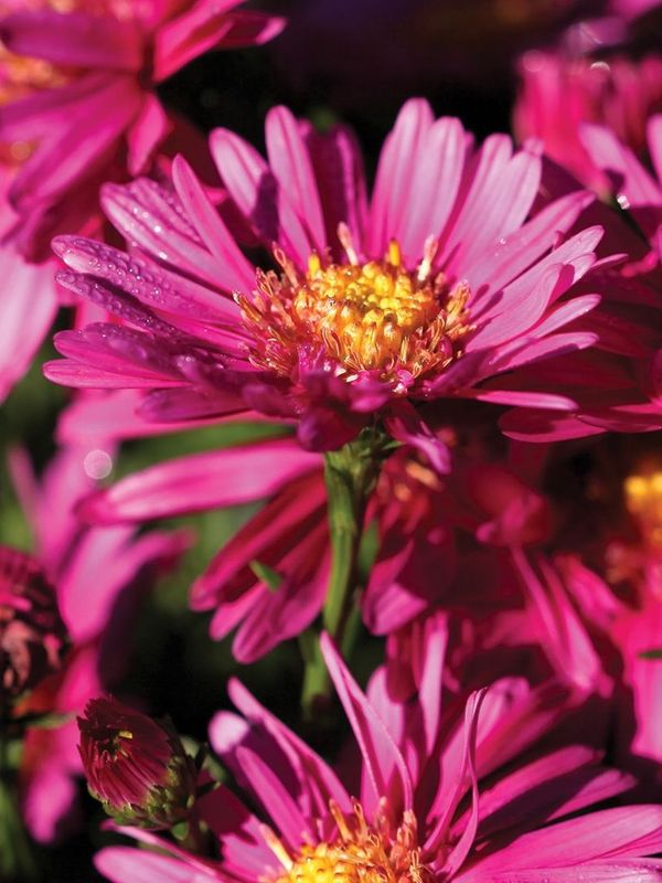 Aster novi-belgii ‘Winston Churchill’