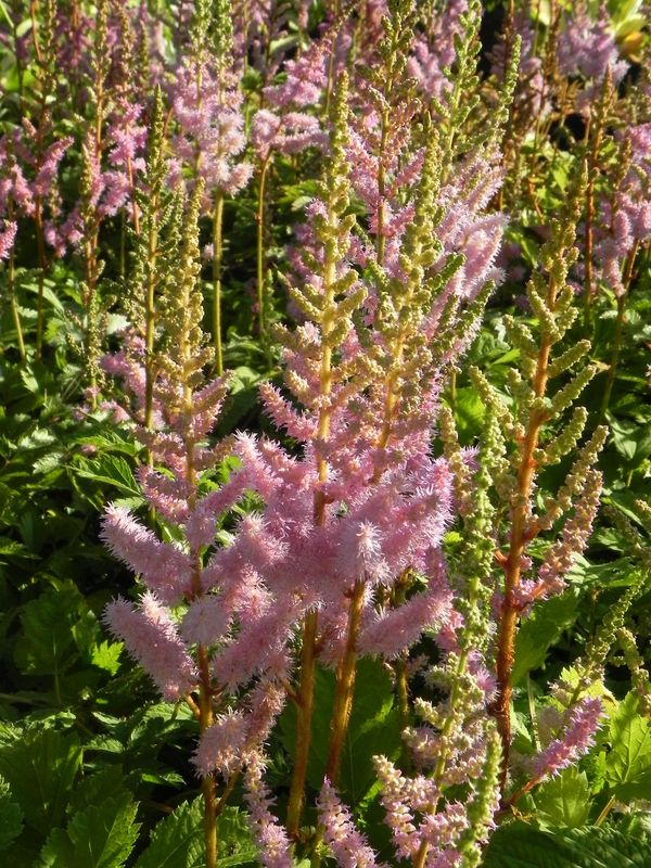 Astilbe chinensis ‘Pumila’