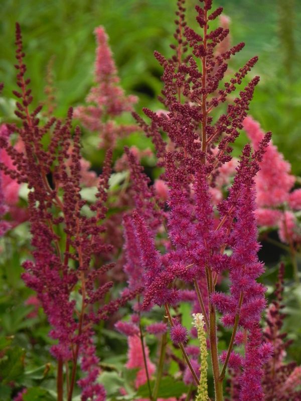 Astilbe chinensis ‘Vision in Red®’