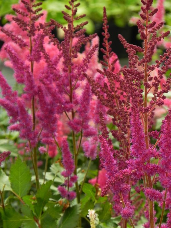 Astilbe chinensis ‘Vision in Red®’