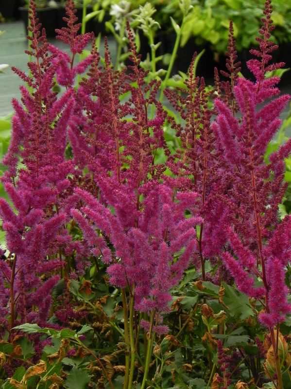 Astilbe chinensis ‘Vision in Red®’