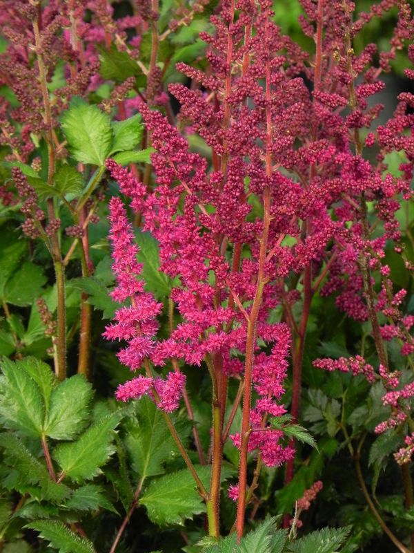 Astilbe chinensis ‘Vision in Red®’