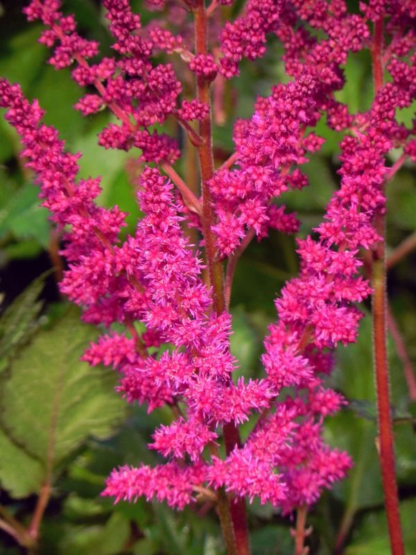 Astilbe chinensis ‘Vision in Red®’