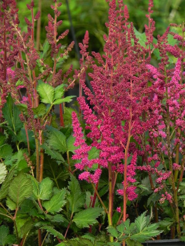 Astilbe chinensis ‘Vision in Red®’