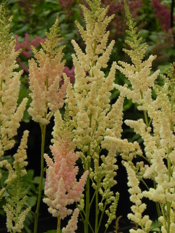 Astilbe chinensis ‘Vision in Inferno®’