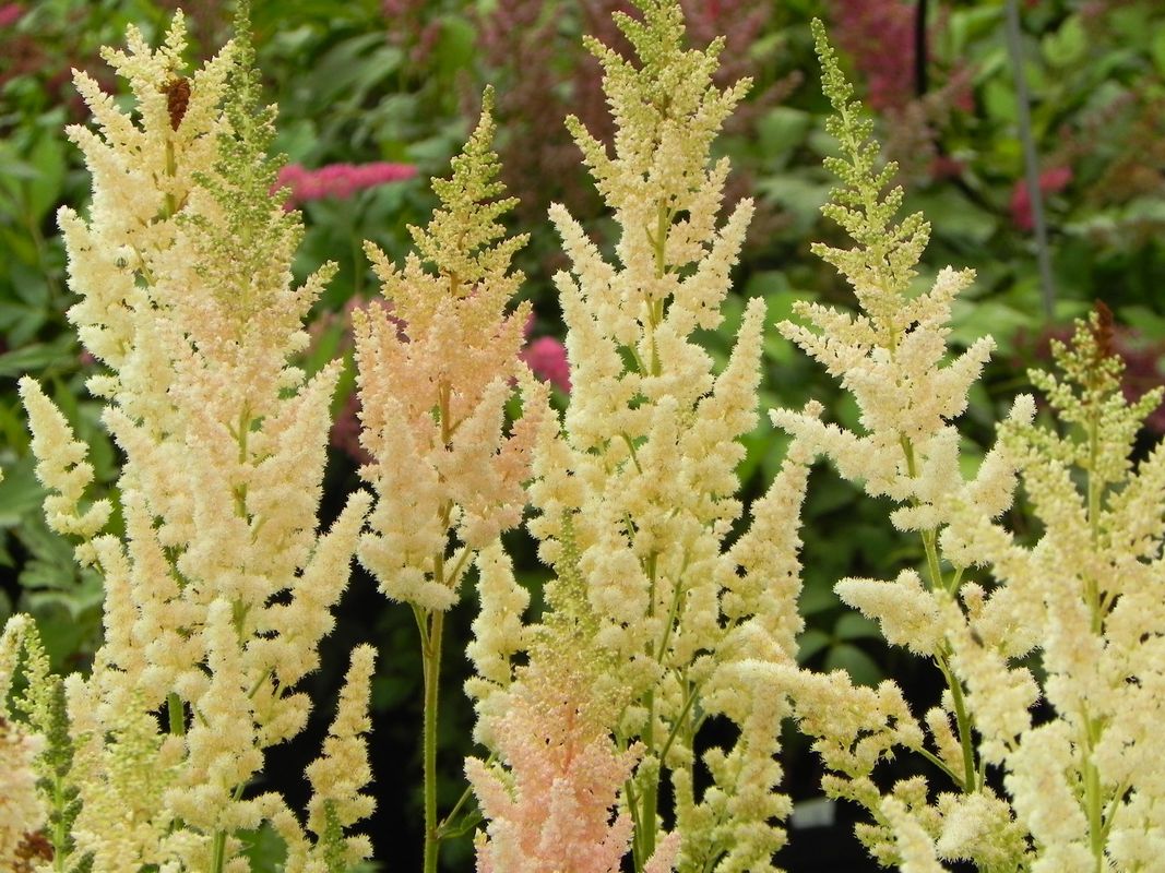 Astilbe chinensis ‘Vision in Inferno®’