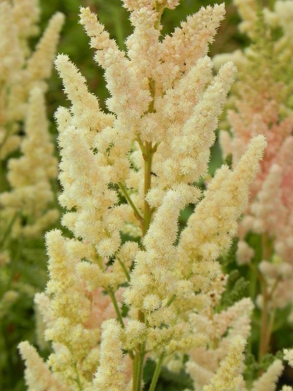 Astilbe chinensis ‘Vision in Inferno®’