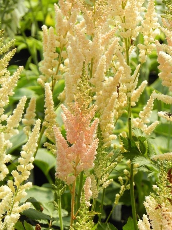 Astilbe chinensis ‘Vision in Inferno®’