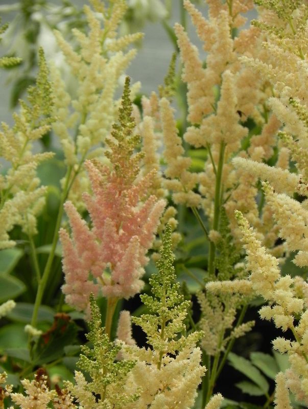 Astilbe chinensis ‘Vision in Inferno®’