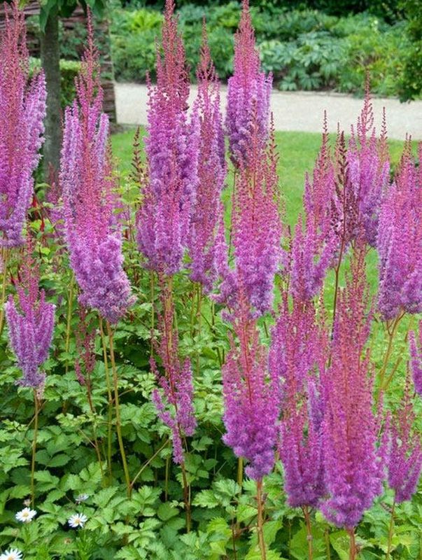 Astilbe chinensis ‘Purpurkerze’