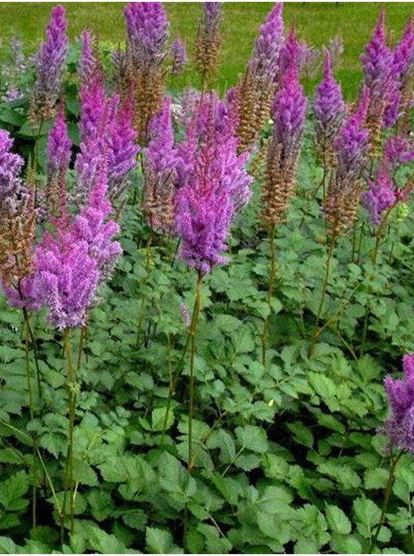 Astilbe chinensis ‘Purpurlanze’