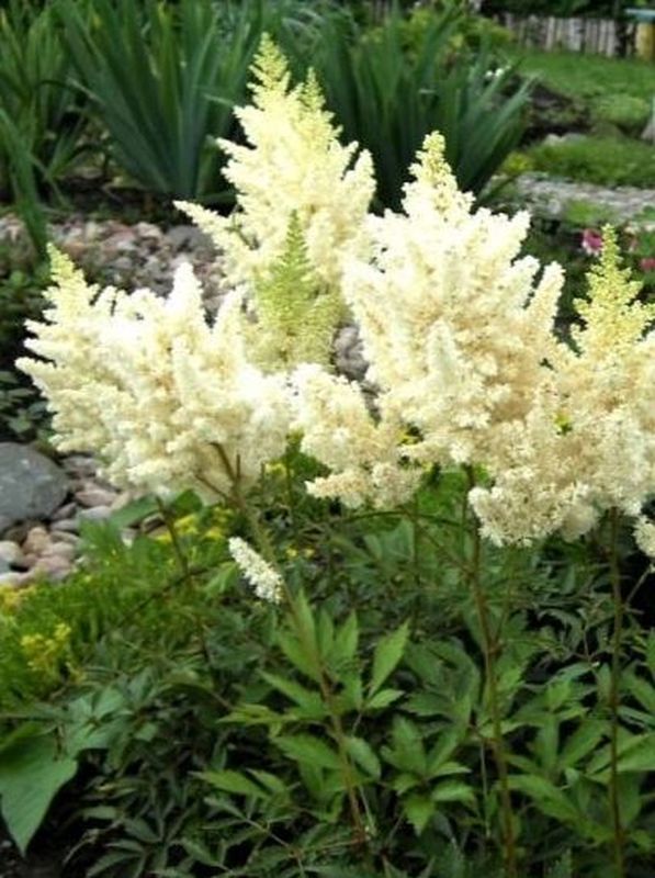 Astilbe chinensis ‘Vision in White®’