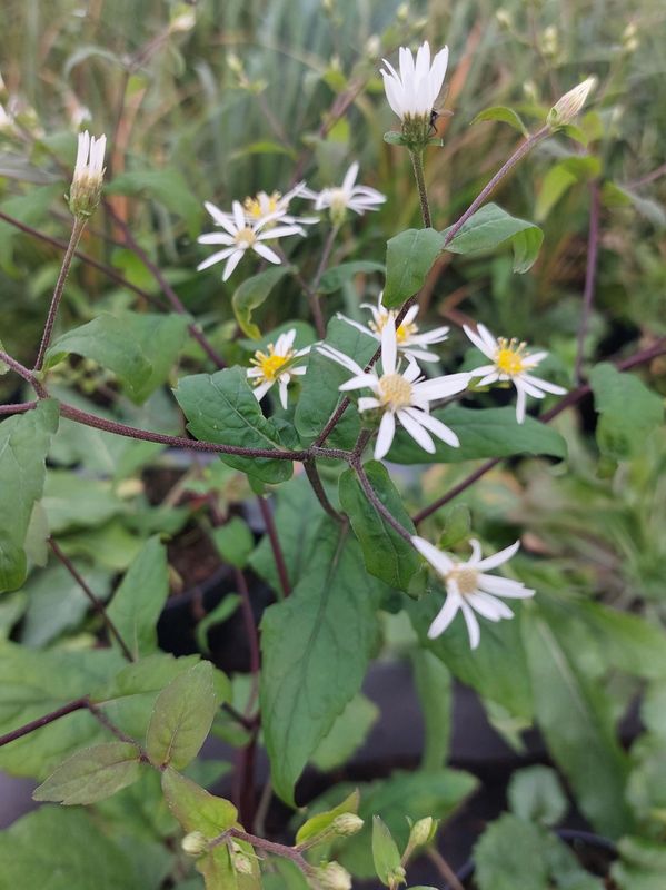 Aster divaricatus