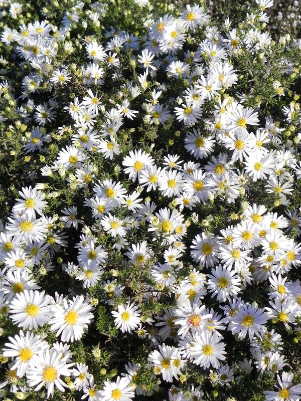 Aster dumosus ‘Apollo’