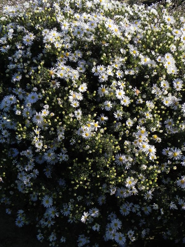 Aster dumosus ‘Apollo’