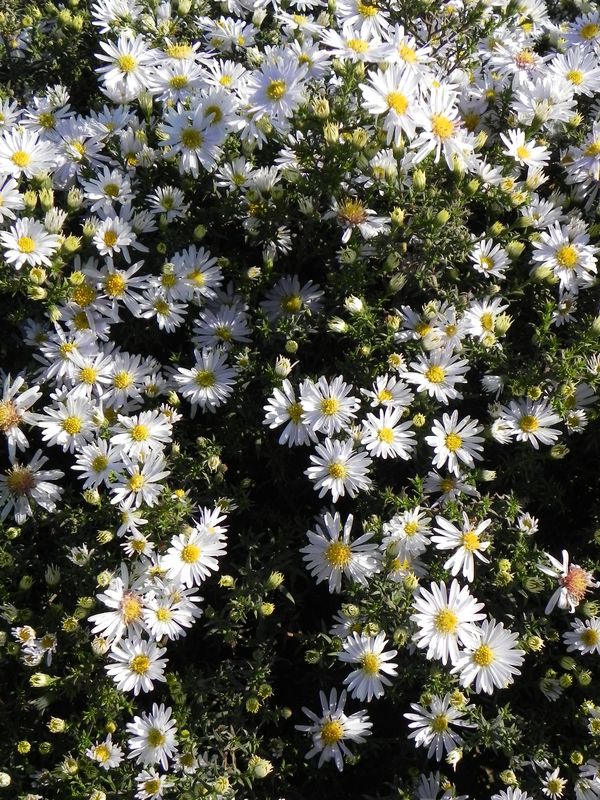 Aster dumosus ‘Apollo’