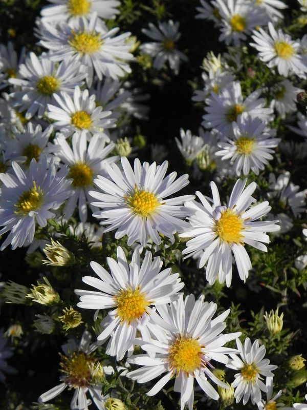 Aster dumosus ‘Apollo’