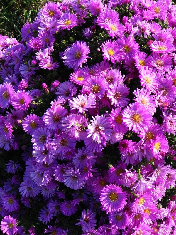 Aster dumosus ‘Heinz Richard’