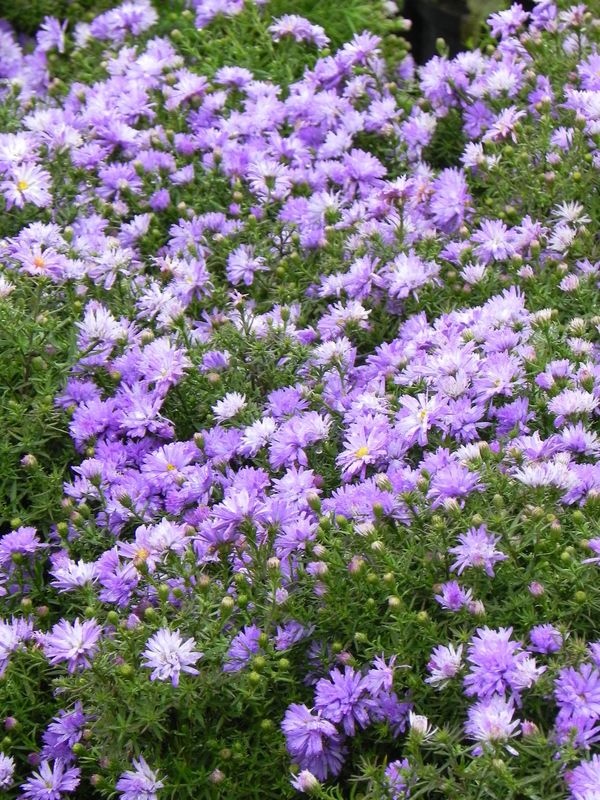 Aster dumosus ‘Lady in Blue’