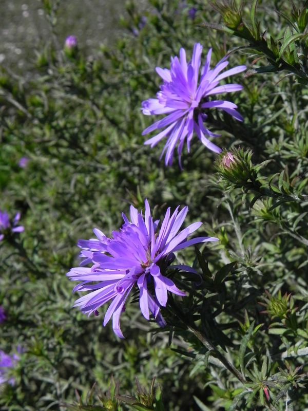 Aster dumosus ‘Lady in Blue’