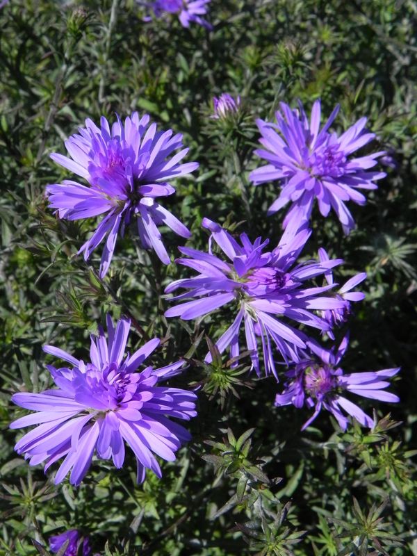 Aster dumosus ‘Lady in Blue’