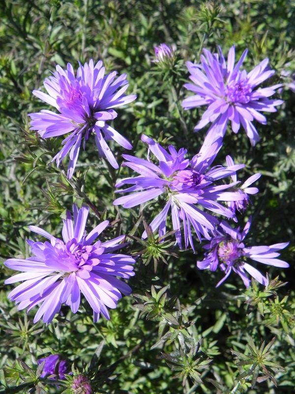 Aster dumosus ‘Lady in Blue’