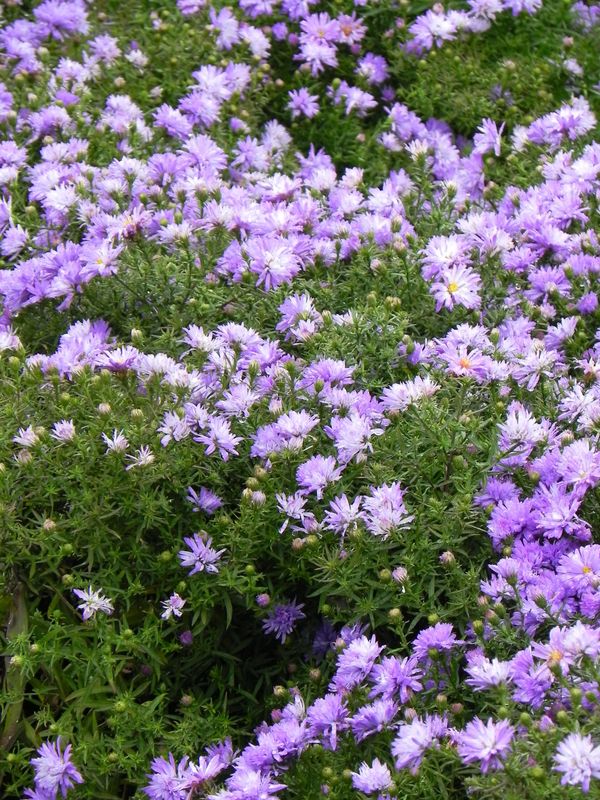 Aster dumosus ‘Lady in Blue’