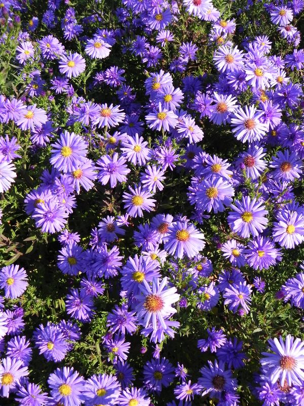 Aster dumosus ‘Prof. Anton Kippenberg’