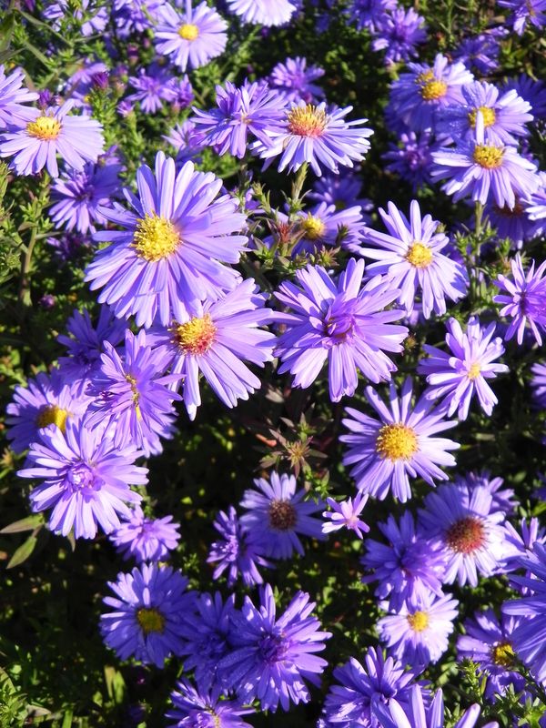 Aster dumosus ‘Prof. Anton Kippenberg’