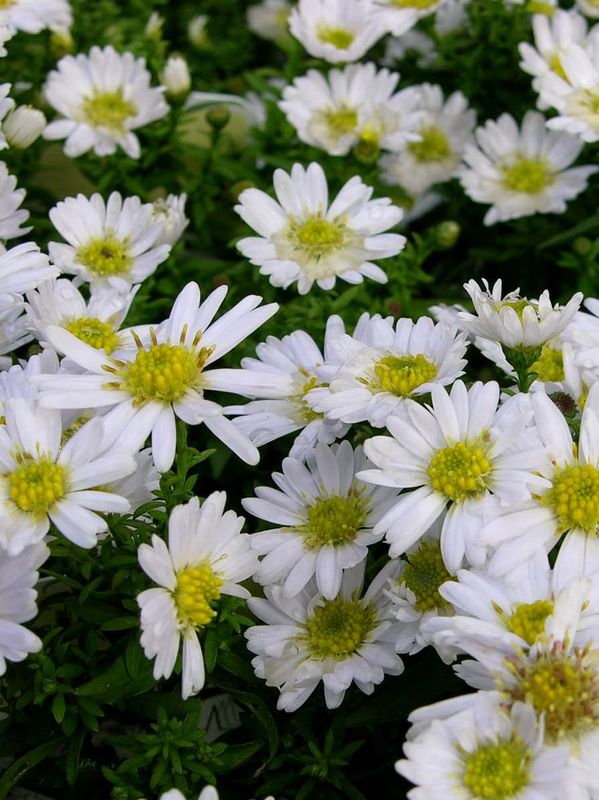 Aster dumosus ‘Schneekissen’