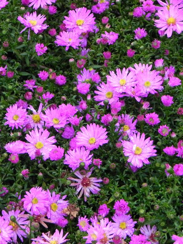 Aster dumosus ‘Rosenwichtel’