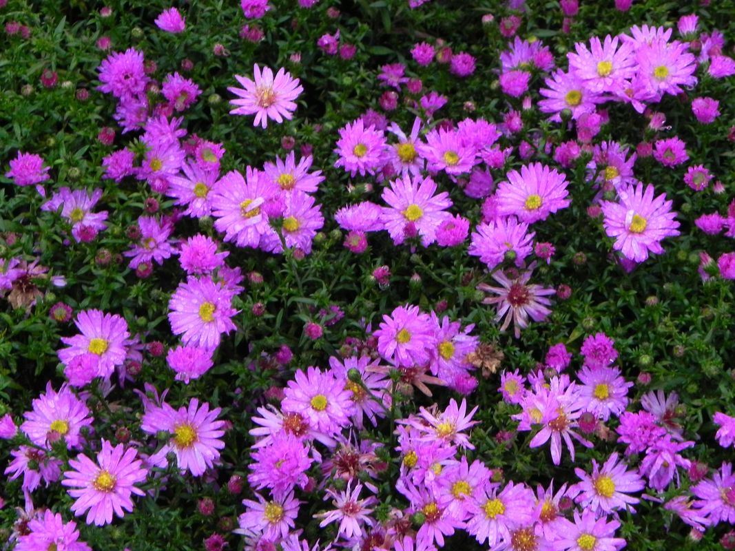 Aster dumosus ‘Rosenwichtel’