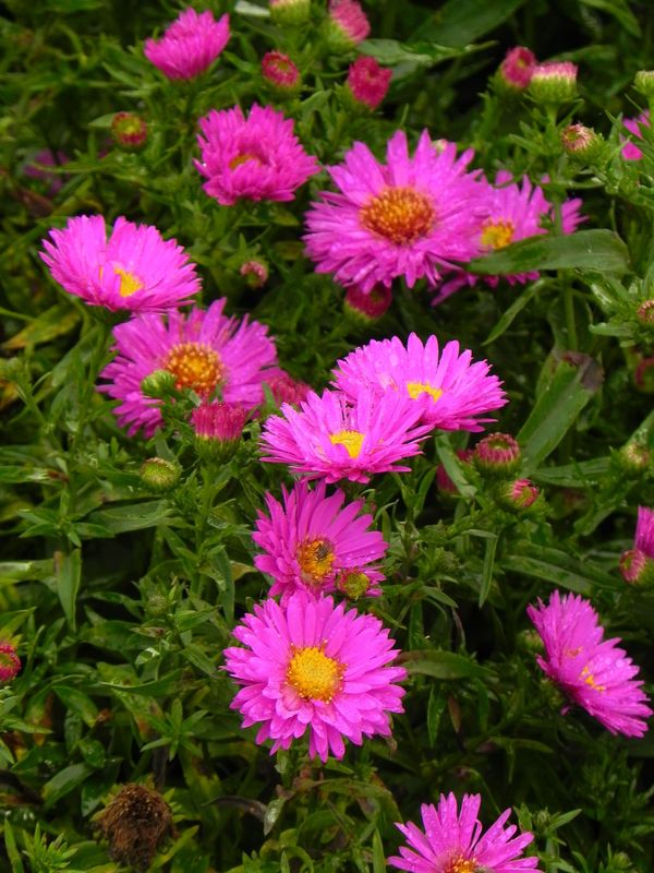 Aster dumosus ‘Jenny’