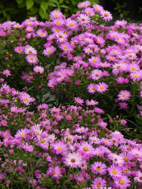 Aster dumosus ‘Herbstgruss vom Bresserhof’