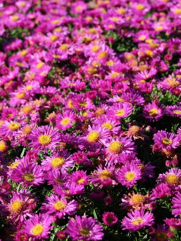 Aster dumosus ‘Kassel’
