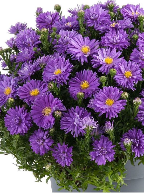 Aster dumosus ‘Alpha® Dark Purple Launch’